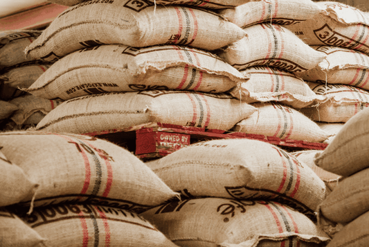 Behind the Beans: Arabica vs. Robusta Coffee